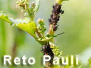 Reto Pauli