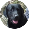Wandern mit Hund