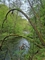 Bodetal-Urwald